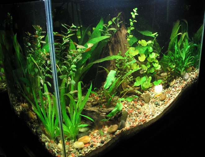 20 gallons freshwater fish tank (mostly fish and non-living decorations) - side view 20 gal