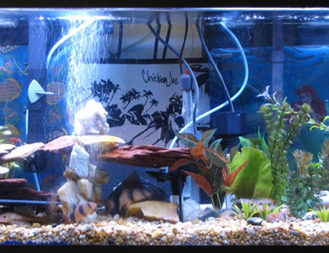 55 gallons freshwater fish tank (mostly fish and non-living decorations) - Here is my 55gal.