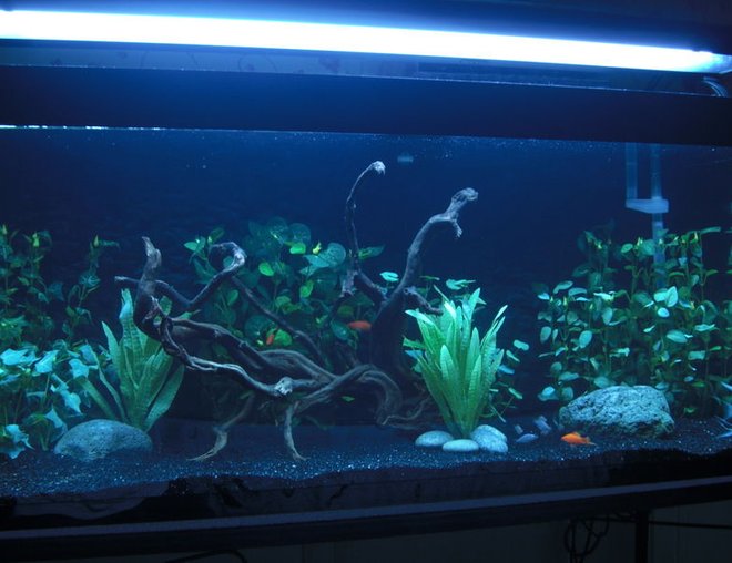 75 gallons freshwater fish tank (mostly fish and non-living decorations) - 75 gallon community