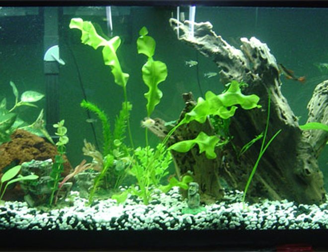 55 gallons freshwater fish tank (mostly fish and non-living decorations) - this is my tank...