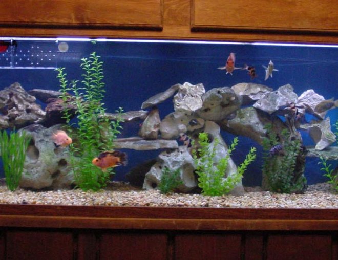 200 gallons freshwater fish tank (mostly fish and non-living decorations) - Central & South American Community!