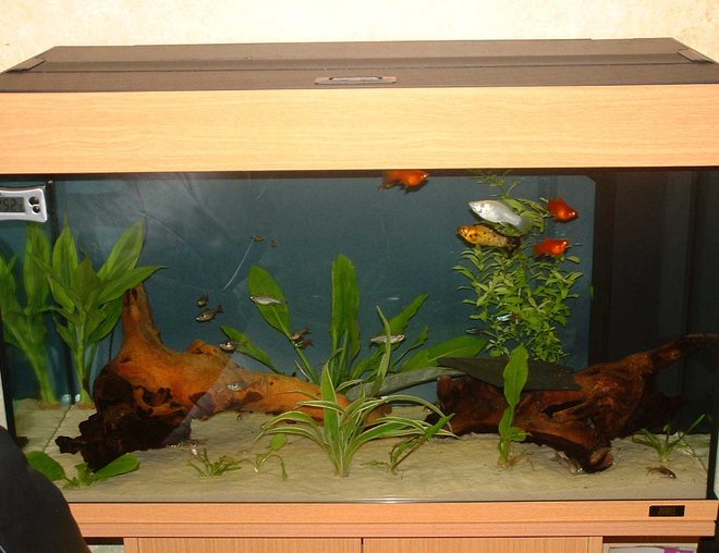 33 gallons freshwater fish tank (mostly fish and non-living decorations) - 2.5ft long
27 uk gallon (33 US gallon) community tank
4 Neon Tetras, 3 Harelquin Rasboras, 3 Black Phantom Tetras, 5 X-Ray Tetras, 4 glowlight tetras, 3 bamboo/wood shrimp, 3 Mollies, 2 Otos, 2 Zebra Danios , 4 Bronze Corys, 3 Albino Corys,  3 Peppered Cory, 1 Panda Cory, 1 Whiptail catfish, 1 Apple Snail and 1 African Dwarf Frog.