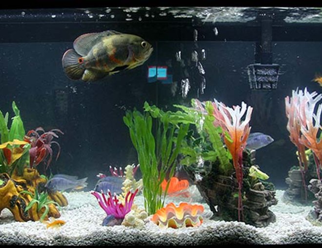 55 gallons freshwater fish tank (mostly fish and non-living decorations) - Walmart 55 Gallon