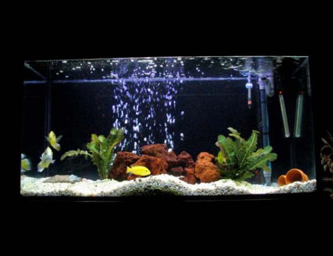 50 gallons freshwater fish tank (mostly fish and non-living decorations) - cichlid tank