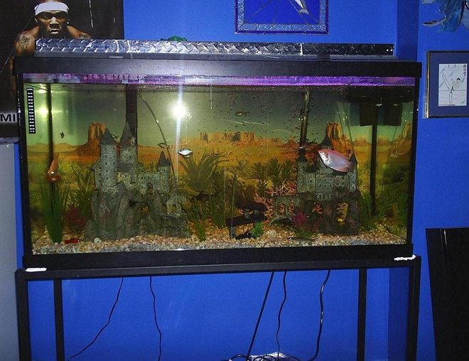 90 gallons freshwater fish tank (mostly fish and non-living decorations) - Front on view of my 90 Gallon tank.