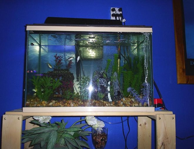 90 gallons freshwater fish tank (mostly fish and non-living decorations) - 20 Gallon Figure 8 Pufferfish.  Species Only Tank.  Aquaclear 200 Filter.  Airstone as well in this tank.