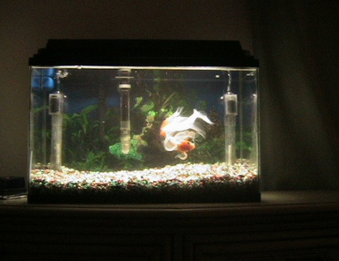 10 gallons freshwater fish tank (mostly fish and non-living decorations) - George, the family pet. He is a 6 year old Fancy tail Gold fish rescued from a pirana owner.
He is trained to eat from human hand and likes his belly rubbed.