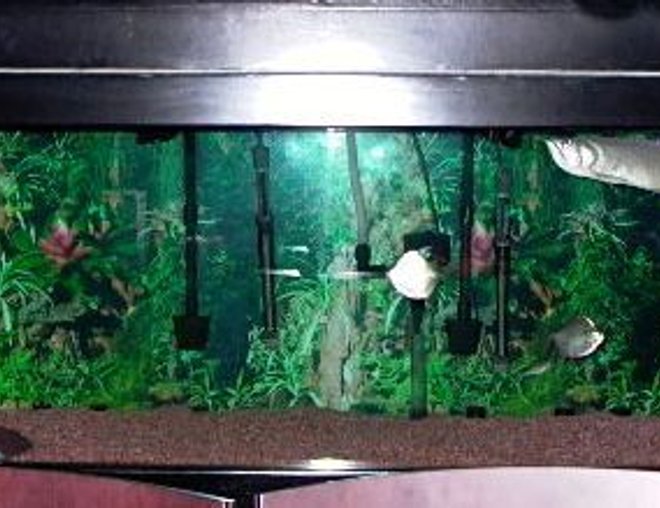 125 gallons freshwater fish tank (mostly fish and non-living decorations) - 125 gallon