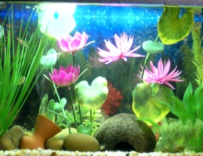 15 gallons freshwater fish tank (mostly fish and non-living decorations) - freshwater tank