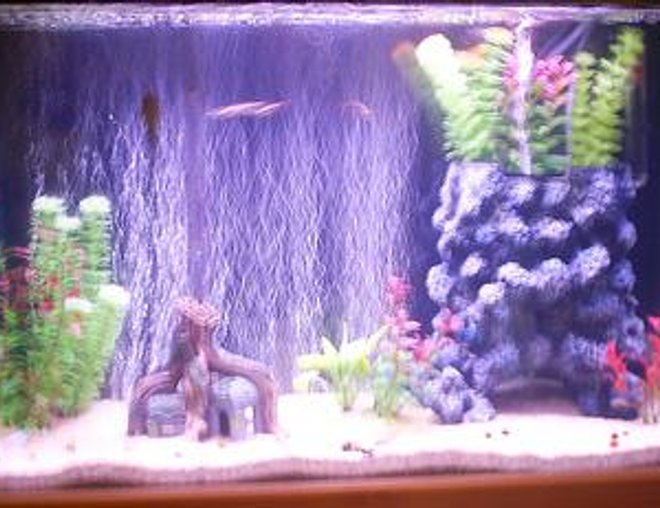 29 gallons freshwater fish tank (mostly fish and non-living decorations) - 29 gallon tank with 5 africain Chiclids, 1 Pleco, 2 snails and 2 Danio