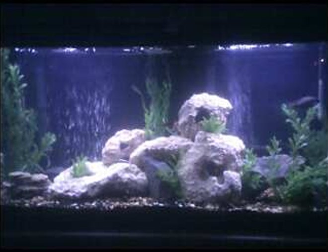 55 gallons freshwater fish tank (mostly fish and non-living decorations) - my 55 gal Tank Currently holds a mix of Cichlids tank