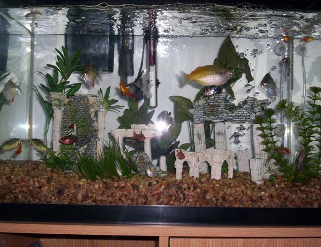 20 gallons freshwater fish tank (mostly fish and non-living decorations) - 20 Gallon Tank with Greek Theme