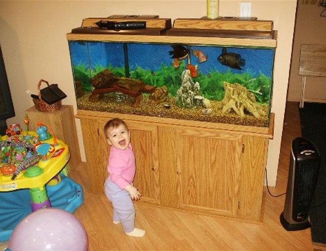 55 gallons freshwater fish tank (mostly fish and non-living decorations) - Anytime baby gets in front of tank she makes it look a 100 times better!