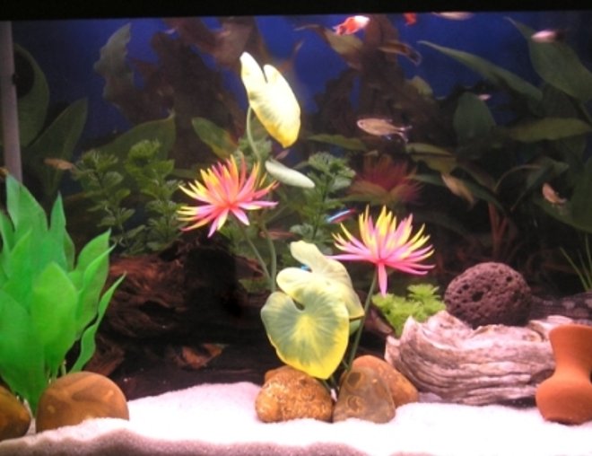 15 gallons freshwater fish tank (mostly fish and non-living decorations) - freshwater tank
