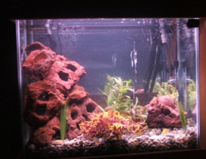 40 gallons freshwater fish tank (mostly fish and non-living decorations) - This is a 40 Gallon Hign Aquarium (24H-30L-12W) Its Filtered By a 204 Fluval Filter, There a custom Lighting System with 2 T5 HO Bulds and a custom Stand and Canopy all Bulit By Me. There are 2 auratus chiclids, 2 albino chiclids, 2 yellow chiclids, and 1 golden nnugget pleco