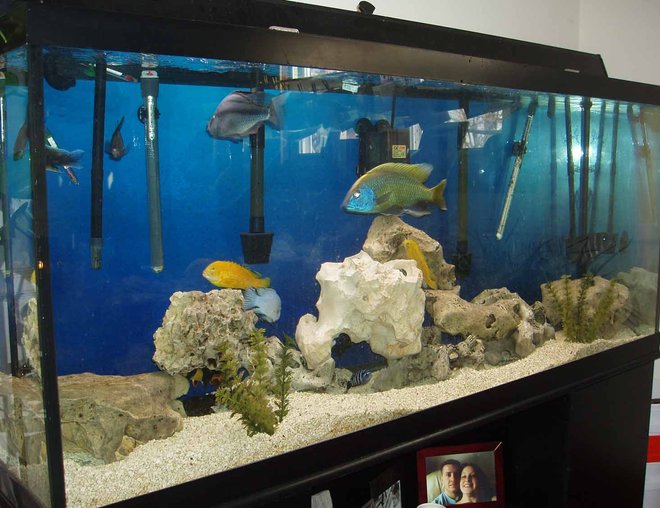 120 gallons freshwater fish tank (mostly fish and non-living decorations) - 120 African MIx
