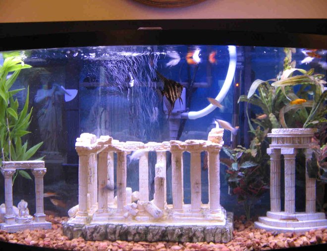 46 gallons freshwater fish tank (mostly fish and non-living decorations) - 46 Gallon Bow Front, no live plants, R/O
water only!!!  U.V sterilizer. Black Marble
Angel, Mollies,Platies, Algae eaters & bottom feeders.