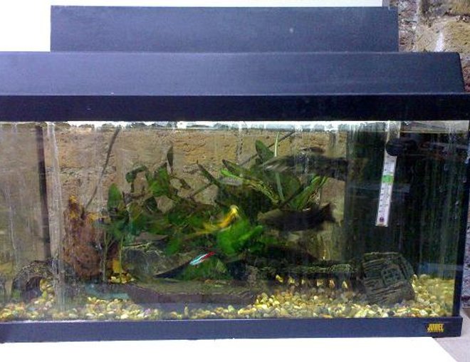 10 gallons freshwater fish tank (mostly fish and non-living decorations) - fish at work
