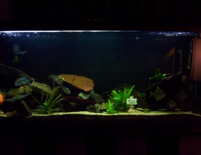 100 gallons freshwater fish tank (mostly fish and non-living decorations) - this is my 100 gallon tank, currently stocked mostly with cichlids, and some random monos, a few live plants and thats it.