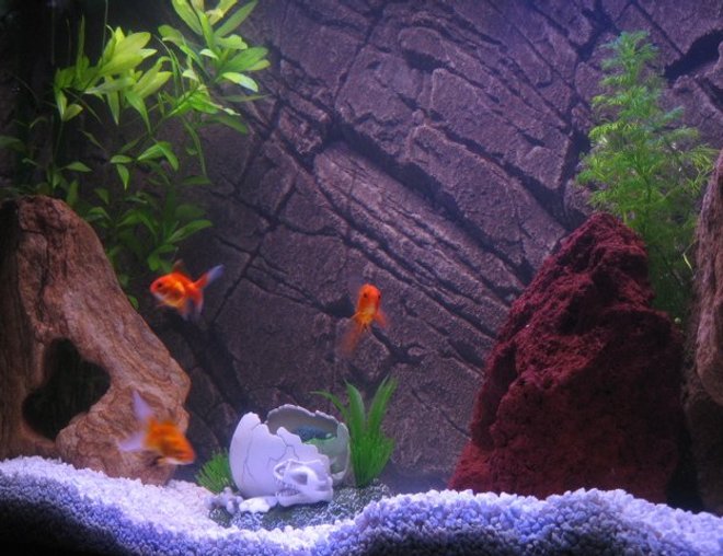 30 gallons freshwater fish tank (mostly fish and non-living decorations) - This is my first freshwater tank closer view. 30 gal. Eheim Classic filter, Pangea Background insert, Power-Glo florescent, Moonglow LEDs, white gravel.
