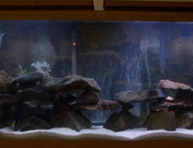 55 gallons freshwater fish tank (mostly fish and non-living decorations) - 55gal mbuna tank, #2. This one is focused on my Cynotilapia afra 'Mbweca' colony, my pride and joy. There are 10 of the Mbwecas, plus 4 Cyno. afra 'Lumbila', 3 Metriaclima zebra 'Long Pelvic', 2 Metriaclima greshakei (regular morph and an albino), and one male Metriaclima lombardoi.