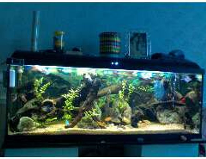 200 gallons freshwater fish tank (mostly fish and non-living decorations) - my brothers tank