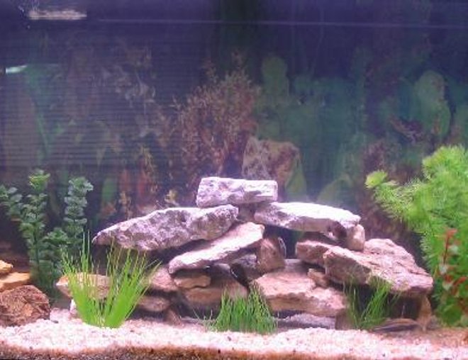 55 gallons freshwater fish tank (mostly fish and non-living decorations) - 55 Gal
All Cichlids