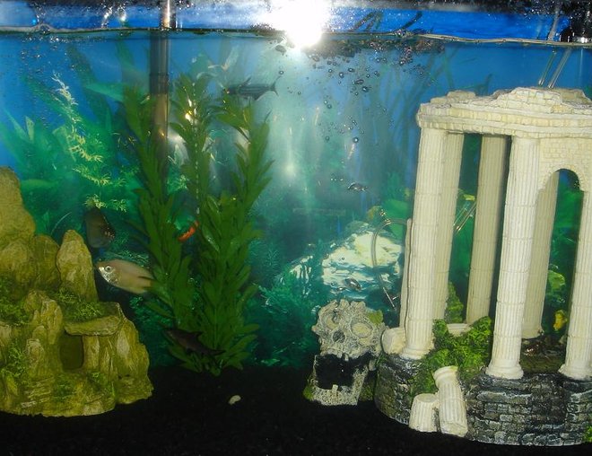 29 gallons freshwater fish tank (mostly fish and non-living decorations) - my tank.