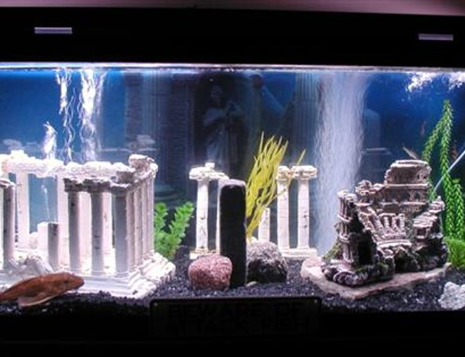 75 gallons freshwater fish tank (mostly fish and non-living decorations) - My Atlantis