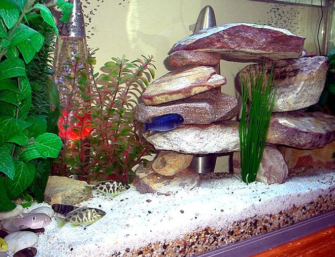 35 gallons freshwater fish tank (mostly fish and non-living decorations) - Lake malawi setup P.H 8.2 Temp 79F marine glow lighting, Eheim external canister filter 2222, internal majic jet filter for airation and backup, jebo heater 100w, digital temp and sandstone rock features