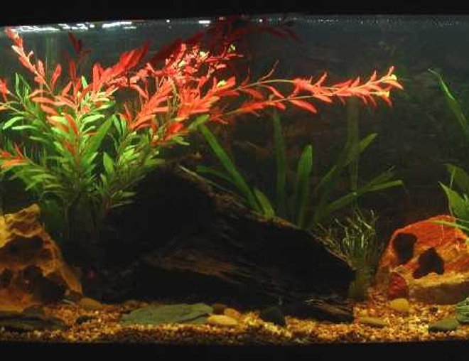30 gallons freshwater fish tank (mostly fish and non-living decorations) - 30g Freshwater tank.