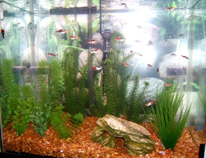 25 gallons freshwater fish tank (mostly fish and non-living decorations) - 25 gallons. A little overcrowed with little fish...