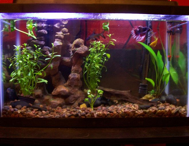 30 gallons freshwater fish tank (mostly fish and non-living decorations) - this is my 10 gall. I have 1yellow 1blue and 1pearl gorami
1 betta and a bala shark ( thats just a fancy name for a minnow) sounds good though. also 2 small unknown algea aeters. its a 10x10.5x20 10gal  tank with a TOPFIN 10 filter and 50 watt heater with 5050 florecent light wich gives it a nice glow