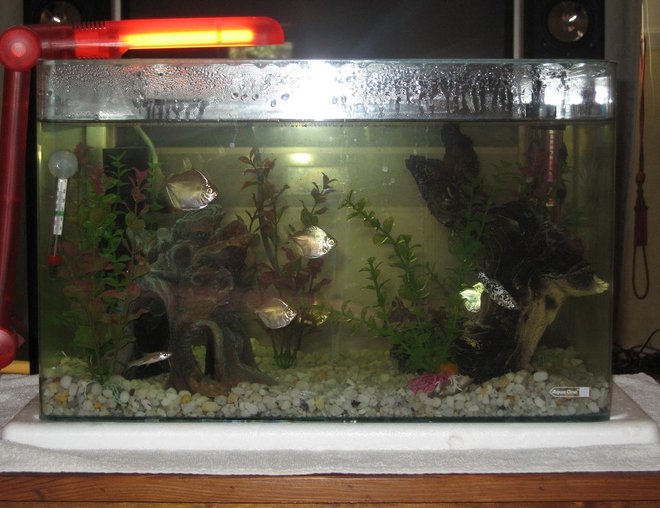 10 gallons freshwater fish tank (mostly fish and non-living decorations) - my new  tank
6 silver dollars, 2 clown loaches and 2 silver sharks
fake plants n driftwood