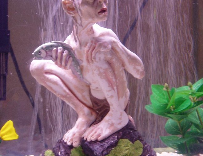 20 gallons freshwater fish tank (mostly fish and non-living decorations) - I just Love him. He give's life to the tank