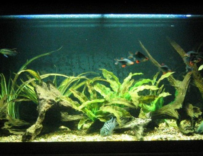 30 gallons freshwater fish tank (mostly fish and non-living decorations) - 30g long convict breeding tank