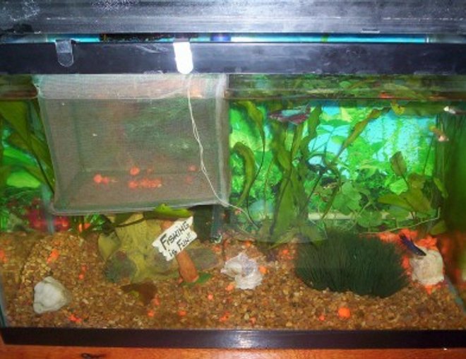 10 gallons freshwater fish tank (mostly fish and non-living decorations) - sorry about the breeder net, the guppies have about another week to grow before they can go in with the big fish