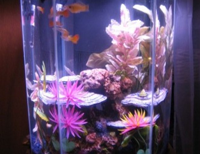 10 gallons freshwater fish tank (mostly fish and non-living decorations) - mollies and guppies and babies, oh my!