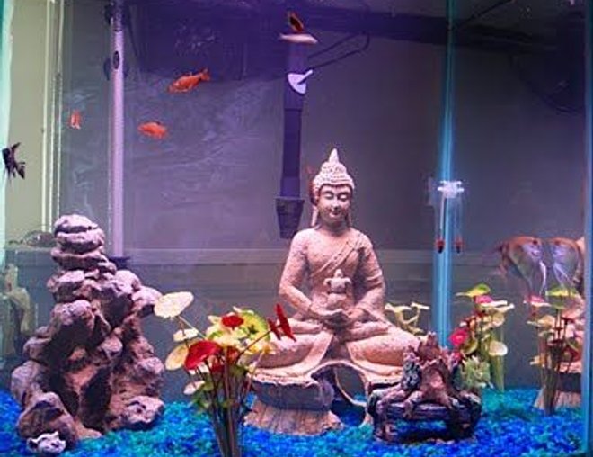 55 gallons freshwater fish tank (mostly fish and non-living decorations) - Angels, Tetras, Sharks, and The Buddha.