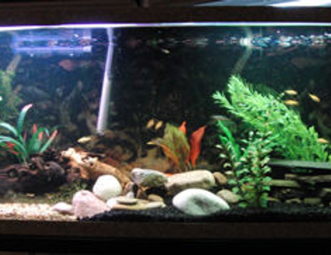 55 gallons freshwater fish tank (mostly fish and non-living decorations) - 55 gallon