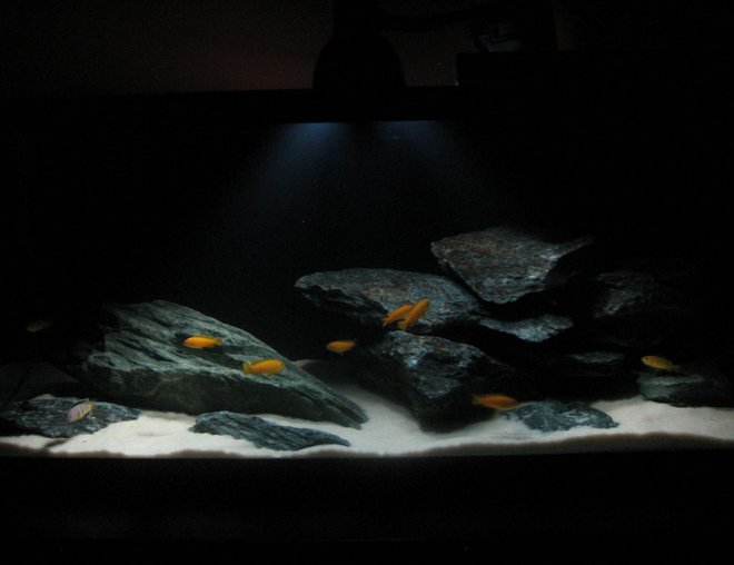 75 gallons freshwater fish tank (mostly fish and non-living decorations) - mbuna