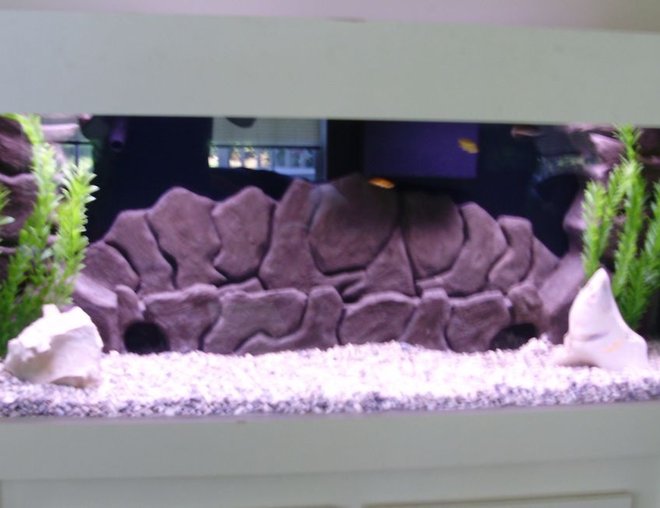 75 gallons freshwater fish tank (mostly fish and non-living decorations) - full view