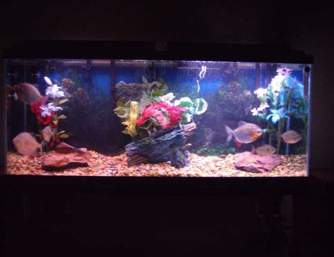 55 gallons freshwater fish tank (mostly fish and non-living decorations) - Silver Dollar tank 55 gallon