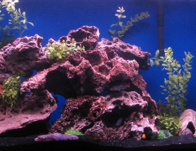 55 gallons freshwater fish tank (mostly fish and non-living decorations) - 55 gallon african cichlid tank with two green puffers and a catfish