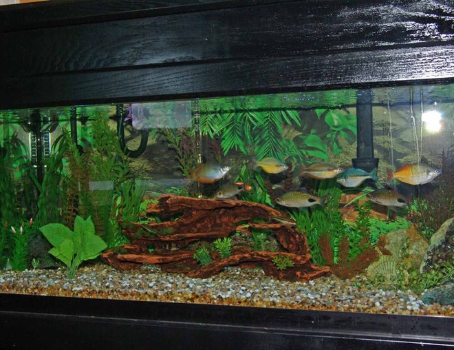 55 gallons freshwater fish tank (mostly fish and non-living decorations) - 75 gallon freshwater with rainbows and barbs.