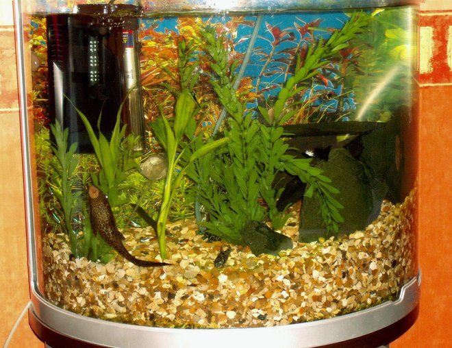 20 gallons freshwater fish tank (mostly fish and non-living decorations) - After some snail population explosion i restarted my set up by getting rid of the old subtrate and cleaning the tank with boiled water.Snails now under control.
New 10mm golden gravel thoroughly rinsed and releveled to provide structure and good subtrate for future plantings.
Gravel now 2" deep rising to 8" deep.This give the occupants a sense of deeper water in the left side whilst giving the protection of margins on the right.On the right I have errected a series of caves and dark places for the pleco and sucking loach.This seems to work well but enables me to see all fish even when they are in their caves.
since i last logged on Ive also added 7 more neon tetras but lost the siamese fighting fish.