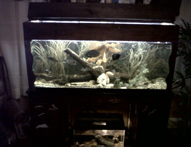 75 gallons freshwater fish tank (mostly fish and non-living decorations) - 75 gallon freshwater tank custom built with 50 fish