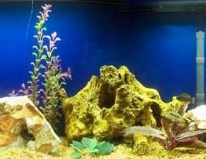 55 gallons freshwater fish tank (mostly fish and non-living decorations) - My new 55 gallon African Cichlid tank.