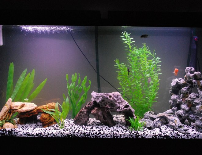 60 gallons freshwater fish tank (mostly fish and non-living decorations) - My American Cichlid Tank