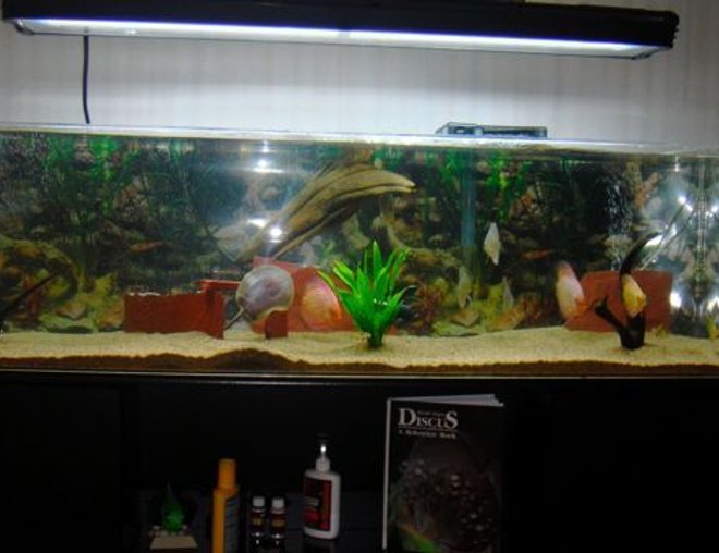 75 gallons freshwater fish tank (mostly fish and non-living decorations) - 5feet aquarium